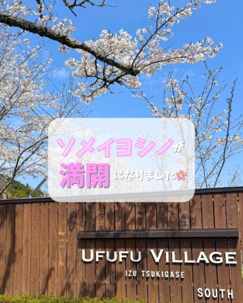 ソメイヨシノが見頃を迎えました🌸