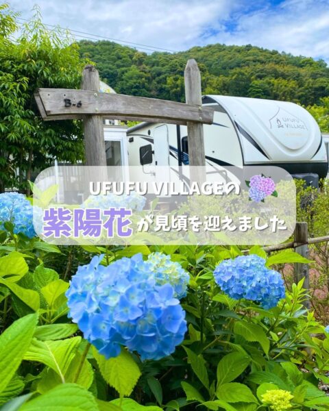 紫陽花が見頃を迎えました💠